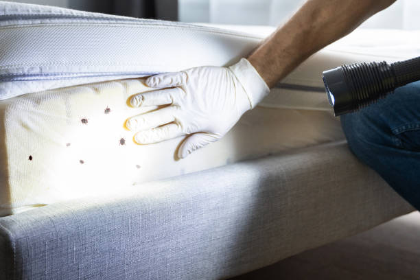 Best Termite Control Services  in Ripon, CA