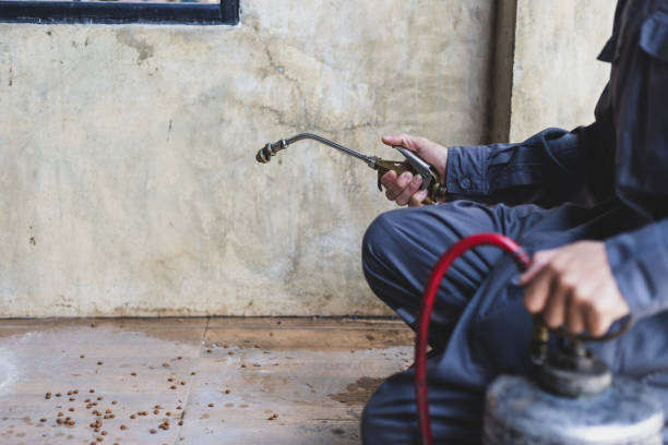 Best Rat Extermination Near Me  in Ripon, CA